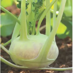 Kohlrabi - White Vienna (Bulk Seed)