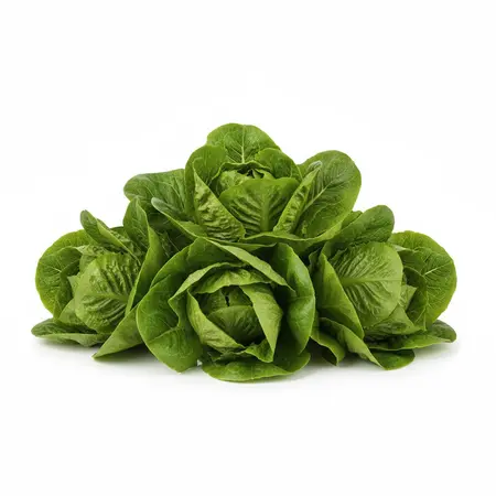 LETTUCE GREEN LEAF OG | 24 CT