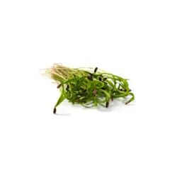 Mumm's Fennel Sprouts