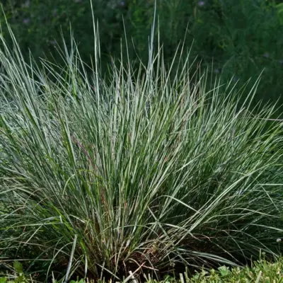 Little Bluestem (Seed)