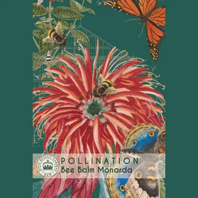 Bee Balm - Monarda (Seed)