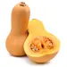 SQUASH BUTTERNUT OG | 35 LBS