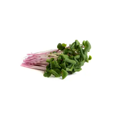 Triton Radish Sprouting Seed