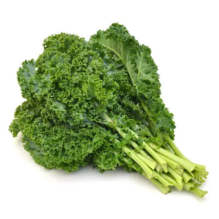 KALE GREEN OG | 24 CT
