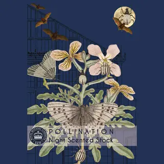 Night Scented Stock (Seed)