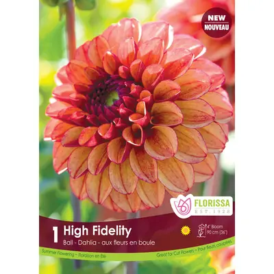 Dahlia - 'High Fidelity' 1/pkg