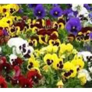 Pansy - Super Swiss Giant Florist Strain (Seed)