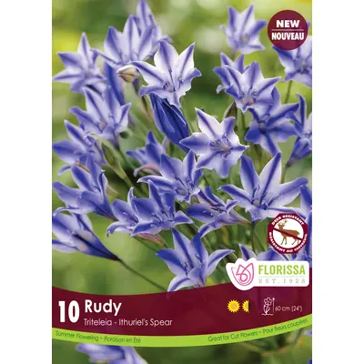 Triteleia - 'Rudy' 10/pkg