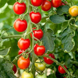 Tomato - Crimson Cherry (Seed)