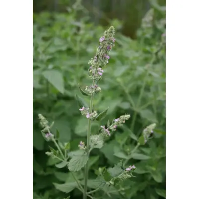 Herb - Catnip (Seed)