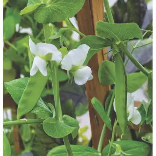 Pea - Little Snow Pea White (Seed)