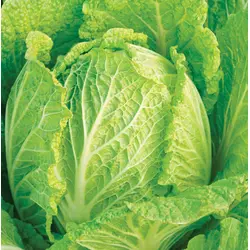 Cabbage - Chinese Michihili (Bulk Seed)