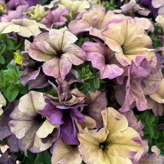 Petunia - Blueberry Shake (Seed)