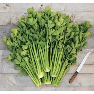 Celery - Tango (Organic Seed)