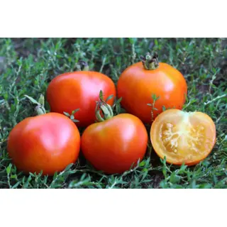 Tomato - Pine Fog (Seed)