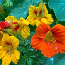 Nasturtium - Jewel Dwarf Double Mix (Bulk Seed)