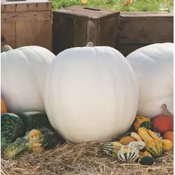 Pumpkin - Polar Bear (Bulk Seed)