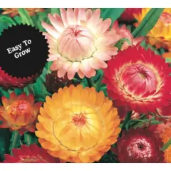 Strawflower - Double (Bulk Seed)