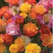 California Poppy - XL Jelly Beans (Seed)