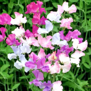 Sweet Pea - Amethyst & Orchids (Seed)