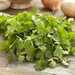 Herb - Cilantro (Seed)