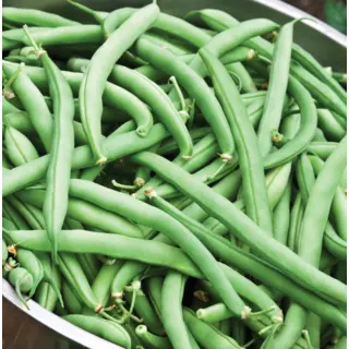 Bean - Improved Tendergreen (Organic Seed)