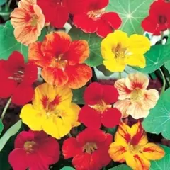 Nasturtium - Tall Climbers Mix (Bulk Seed)