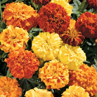 Marigold - Zenith Mix F1 (Seed)