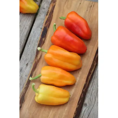 Sweet Pepper - Moon Cheese (Seed)