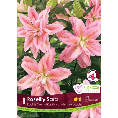 Lily - 'Roselily Sara' 1/pkg