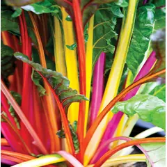 Swiss Chard - Bright Lights (Bulk Seed)