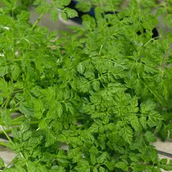 Herb - Chervil (Bulk Seed)