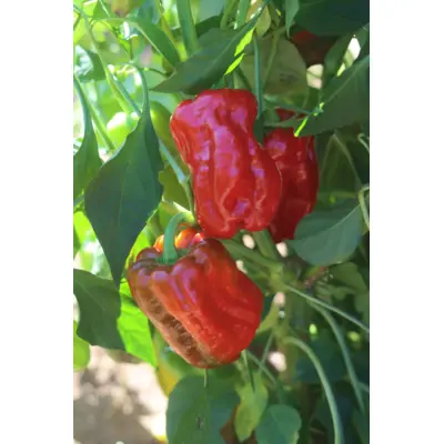 Hot Pepper - Aleppo (Seed)