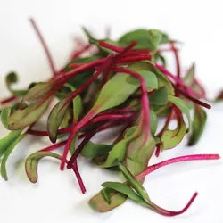 Microgreens - Early Wonder Beet (Bulk Seed)