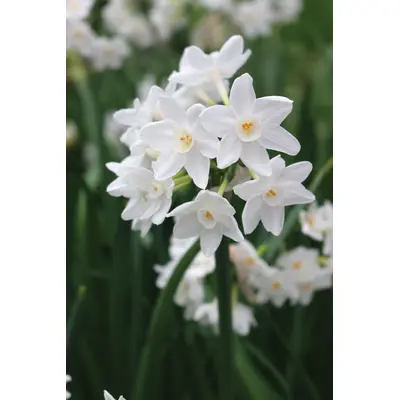 Paperwhites - 'Ziva' 5/pkg