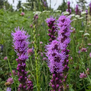Dense Blazingstar (Seed)