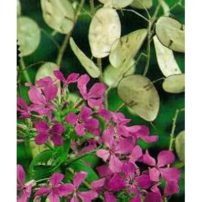 Honesty - Silver Dollar Lunaria (Seed)