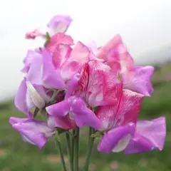 Sweet Pea - Enchante (Bulk Seed)