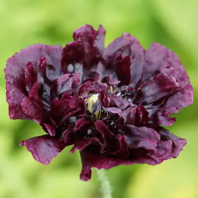 Poppy - Peony Double Black (Seed)