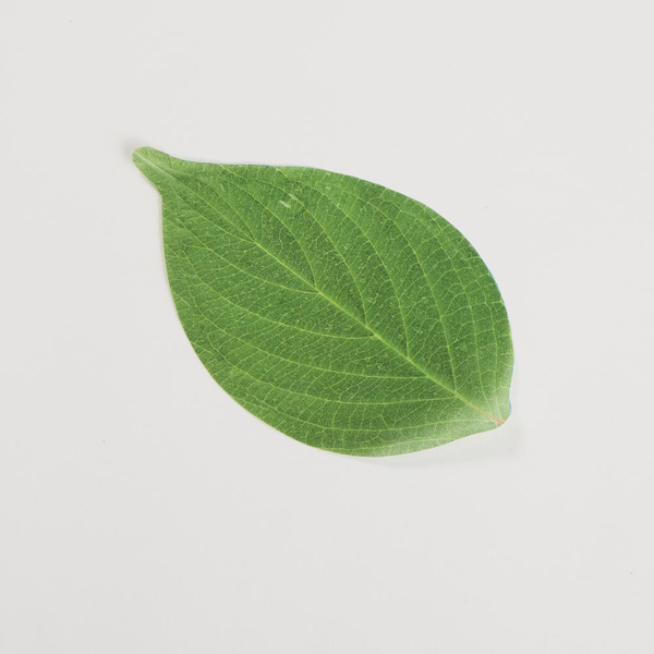 Leaf Cheese Paper