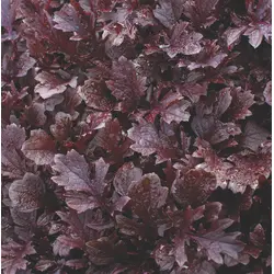 Greens - Miz America Mustard (Bulk Seed)