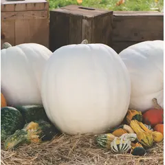 Pumpkin - Polar Bear (Bulk Seed)
