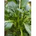 Cabbage - Fuubi Choi Sum (Seed)