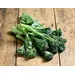 BROCCOLI OG | 14 CT