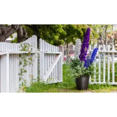 Delphinium - Magic Fountain Mix (Bulk Seed)