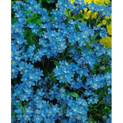 Forget-Me-Not Myosotis Blue (Seed)