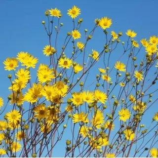Prairie Dock (Seed)