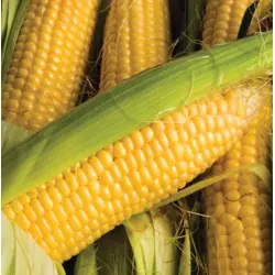 Corn - Sunnyvee (Bulk SU Seed)
