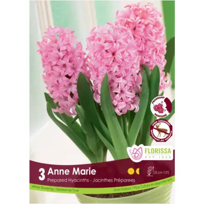 Hyacinth (Prepared) - 'Anne Marie' 3/pkg