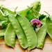 Pea - Green Beauty Snow (Seed)